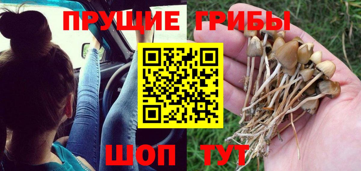 Псилоцибиновые грибы ЛСД Малгобек